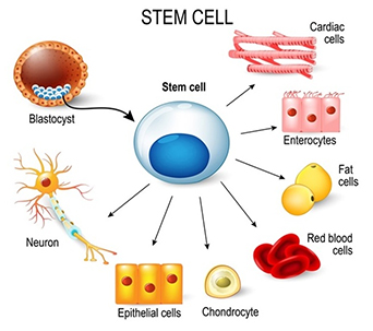 stemcell how it works