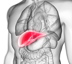 What causes liver damage?
