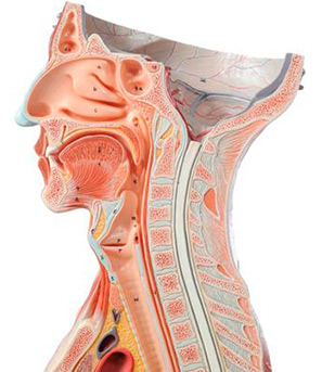 ENT-Anatomy ENT Treatment in India