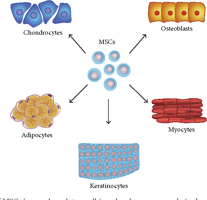 stemcell for wound healing