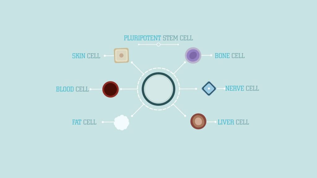 Pluripotent Stem Cell