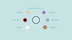 Pluripotent Stem Cell