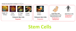 stem cell