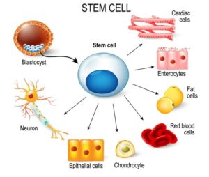 what is stem cell, stem cell therapy in india, best stem cell therapy in india