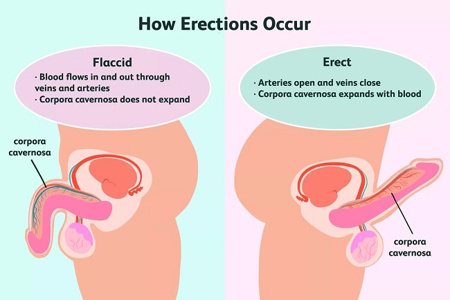 how erection occurs