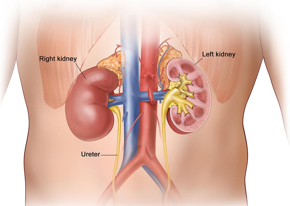 what is kidney and its functions, best ckd treatment in india, best treatment for kidney in india
