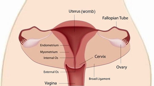 cervical-cancer-image cervical-cancer-image