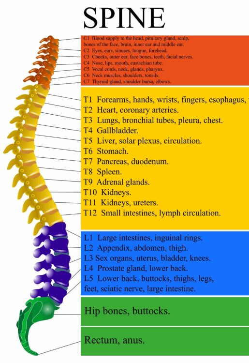 Spinal cord anatomy, spine injury causes, stem cell for spinal cord injury, stem cell therapy for spinal cord injury in india