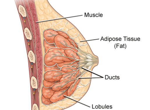 What is breast cancer what is breast cancer, best breast cancer treatment in india