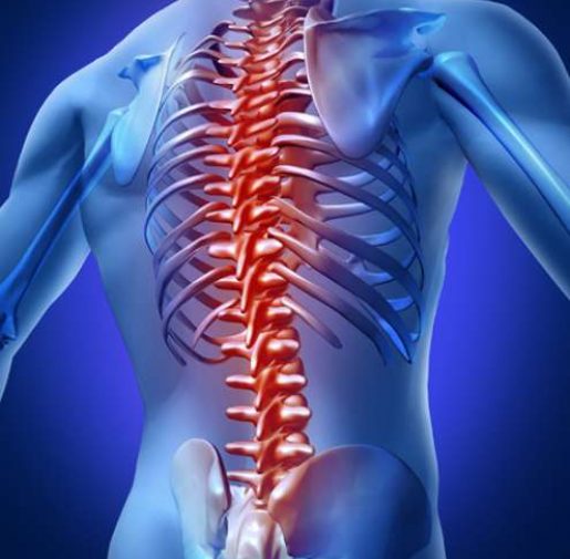 spinal cord spinal cord