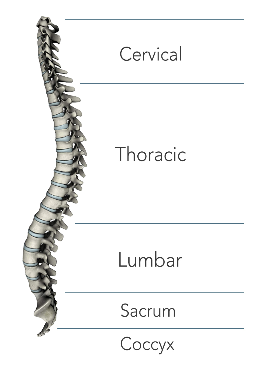 types of spinal cord types of spinal cord, spinal cord treatment in india, stem cell for spinal cord injury