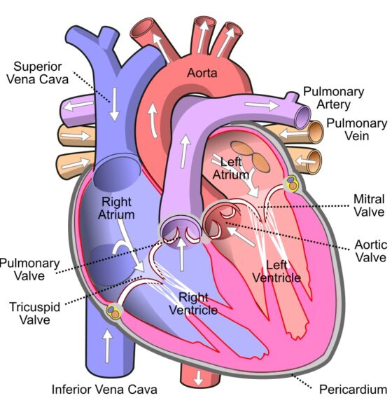 How heart works in body