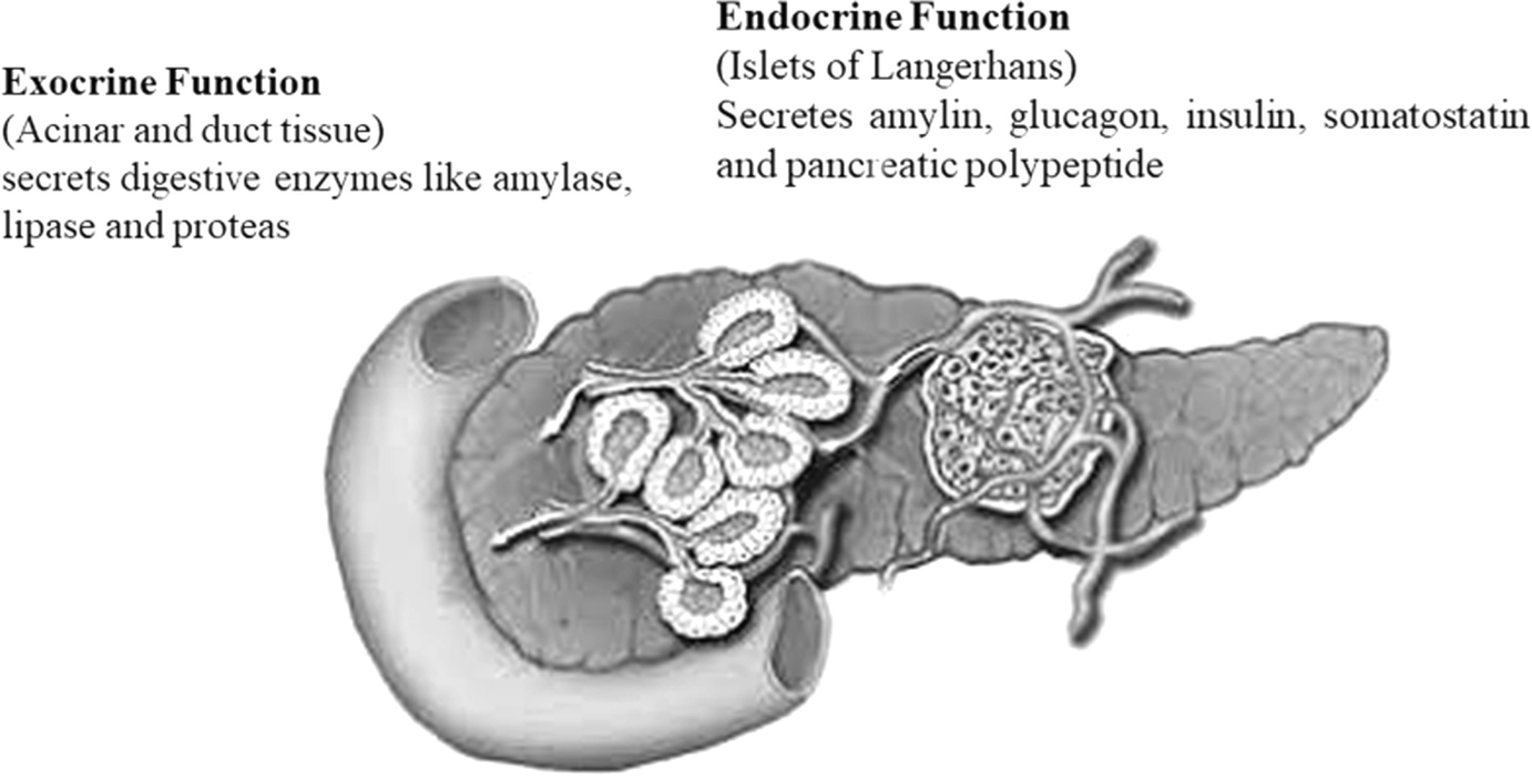 cost of pancreas transplantation in india