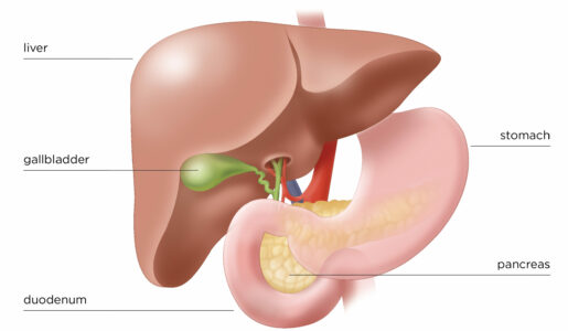 Location of pancreas in body location of pancreas is behind stomach
