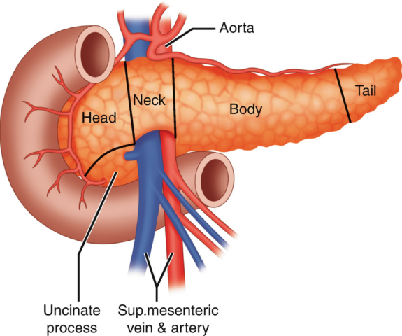 pancreas transplantation in india