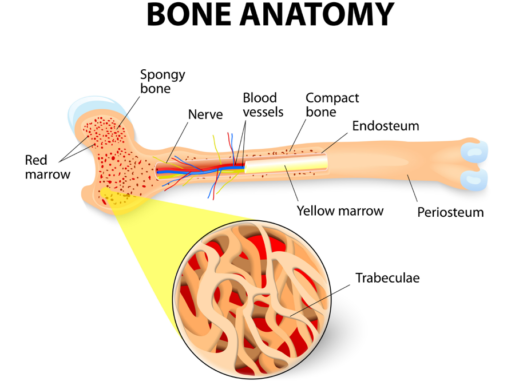 bone marrow