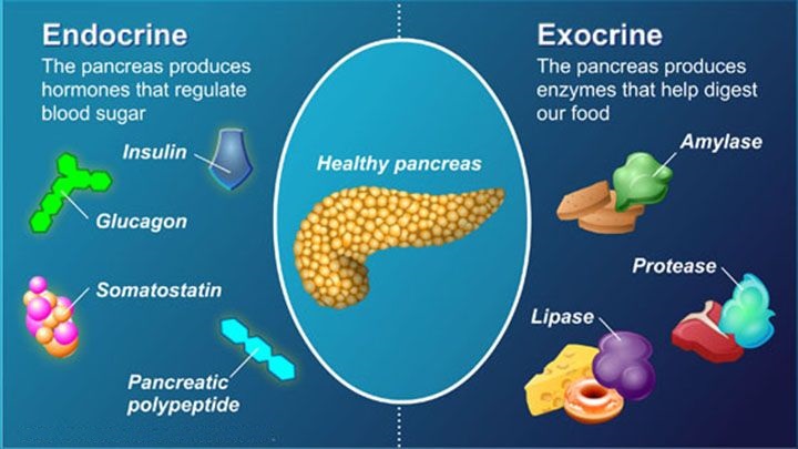 pancreas endocrine exocrine, pancreatic cancer treatment in india