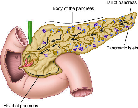 what is pancreas cancer?, best doctor for pancreatic cancer in india