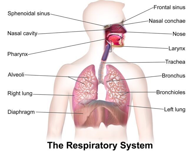 how lungs works, lung transplant in india