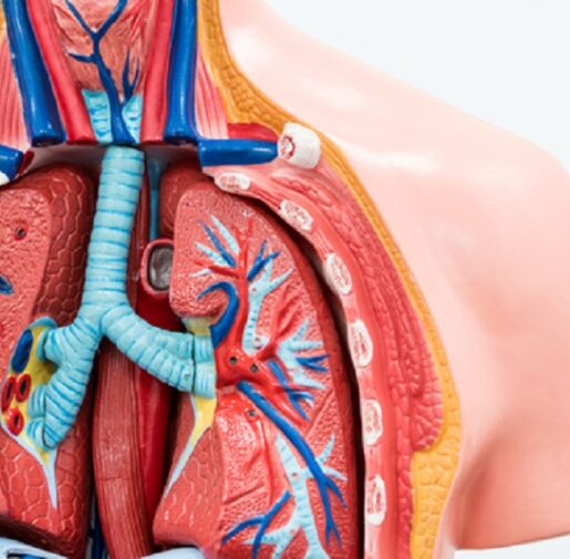 types of lung transplant types of lung transplant