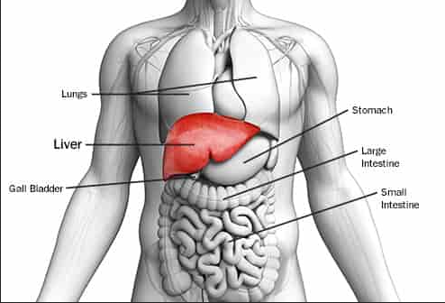 what does liver do, liver functions, best liver transplant in india