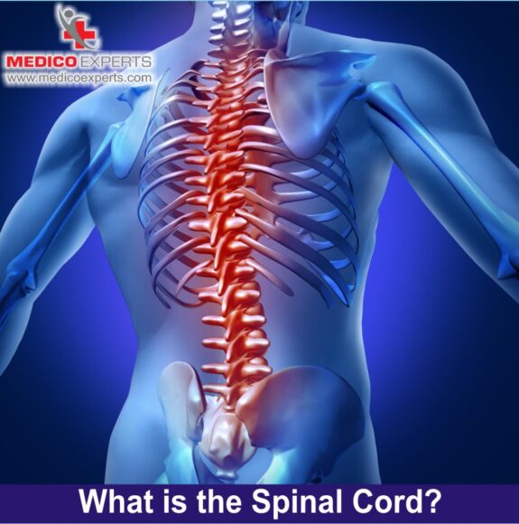 spinal cord