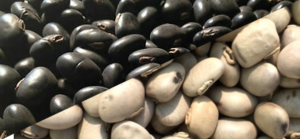 black-white-kaunch-beej-powder