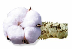 Silk-Cotton-face-pack-for-pimples-shalmali Silk Cotton face pack for pimples