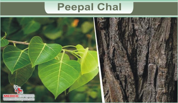 Peepal Chal