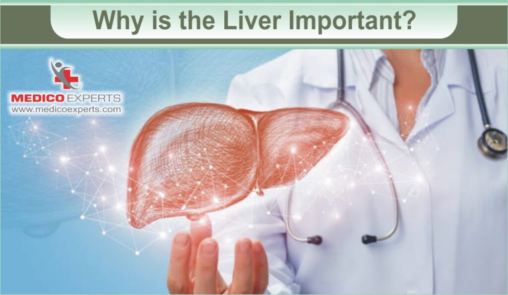 Why is the liver important?