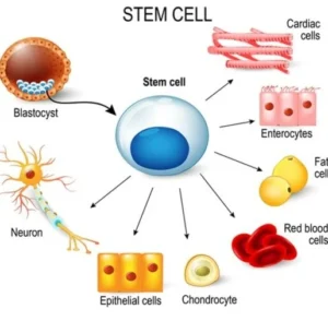 best stem cell therapy in india What is a Stem Cell?