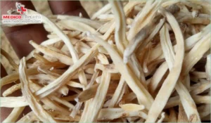 Safed Musli Powder for Premature Ejaculation and Erectile Dysfunction