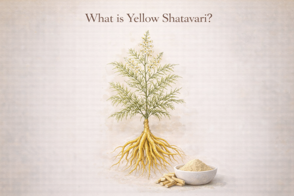 What is Yellow Shatavari?