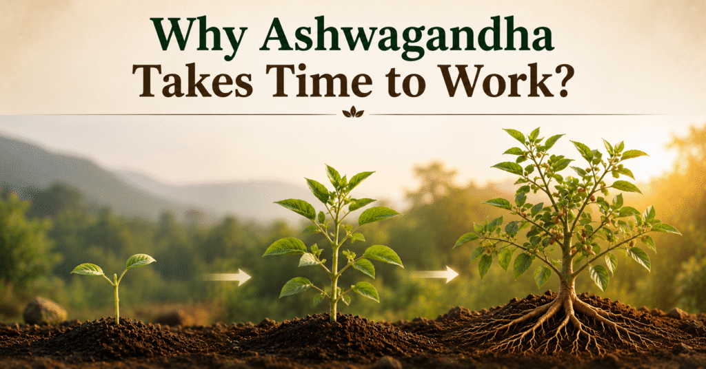 How Long Does Ashwagandha Take To Work? What To Expect Week by Week 8 Why Ashwagandha Takes Time to Work?
