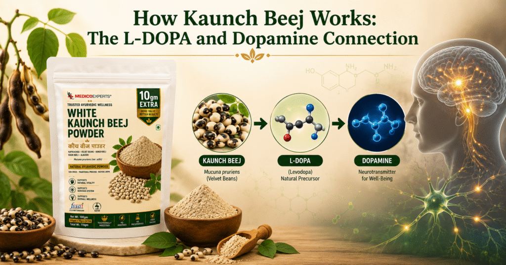 Kaunch Beej Benefits For Men: Uses, Dosage, Side Effects & What Research Shows 9 How Kaunch Beej Works - The L-DOPA and Dopamine Connection